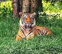 un tigre du Bengale