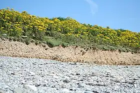 Marque de l'érosion sur le littoral nord de l'île de Béniguet, retenu par sa végétation