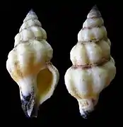 Benimakia marquesana