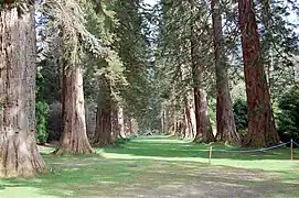 Benmore : Allée de Séquoias