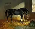 Cheval et poulain à l'écurie