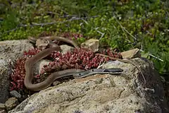 Description de l'image BennyTrapp Rötliche Schlanknatter Platyceps collaris Bulgarien.jpg.