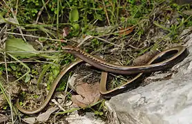 Orvet doré (Anguis cephallonica), longtemps considéré comme une sous-espèce de l'orvet commun