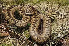 Vipera berus