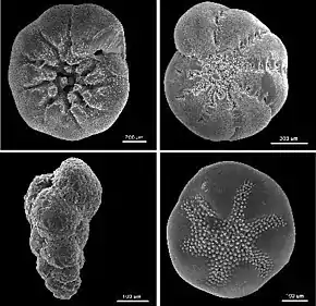 Foraminifères benthiques. Dans le sens des aiguilles d'une montre depuis en-haut à gauche : Ammonia beccarii, Elphidium excavatum clavatum, Buccella frigida, et Eggerella advena (Foraminifera)