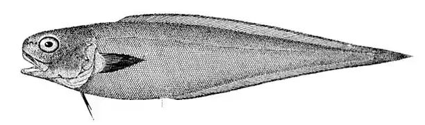 Benthocometes robustus