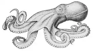 Benthoctopus leioderma