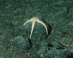 Une étoile de mer (Benthopecten sp.) et une ophiure au mont sous-marin de Davidson (-2461 m)