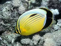 Chaetodon austriacus