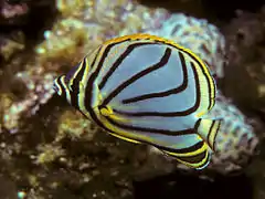 Chaetodon meyeri