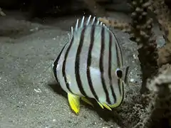 Description de l'image Bep chaetodon octofasciatus.jpg.