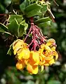 Michay ou calafate (Berberis darwinii), feuilles fleurs et fruits mûrissants.