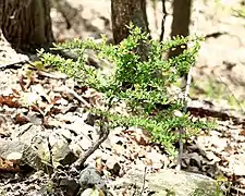 Berberis thunbergii subspontané à Penwood State Park