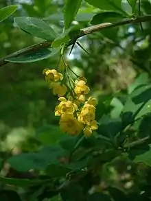 Épine-vinette (Berberis vulgaris) : contient de la berbérine.