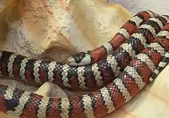 Description de l'image Berg-Königsnatter Lampropeltis pyromelana.jpg.