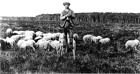 Berger landais et son troupeau,première moitié du XXe siècle.
