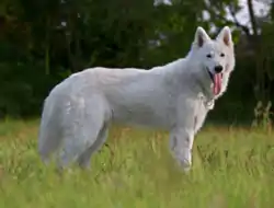 Berger Blanc Suisse