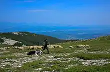 Berger sur la montagne de Lure