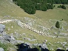 Transhumance dans le parc national des Pyrénées, en 2006.