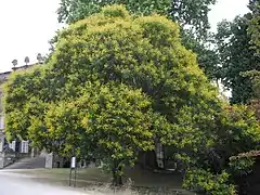 Arbre en fleurs