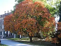 Arbre en automne