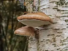 Polypore du bouleau.