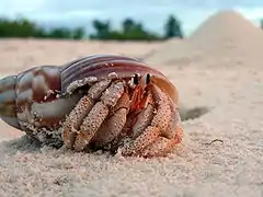 Un drôle d'animal avec des grosses pattes en armure et un bol cassé comme corps.