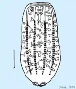 Croquis de Beroe cucumis qui identifie les anastomoses.