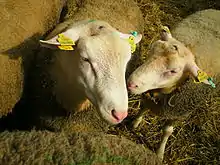 Le mouton Berrichon du Cher, en 2007.