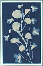 Sans titre, 1900, cyanotype