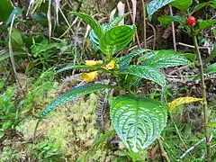 Description de l'image Besleria lutea-La Soufrière-Guadeloupe.JPG.