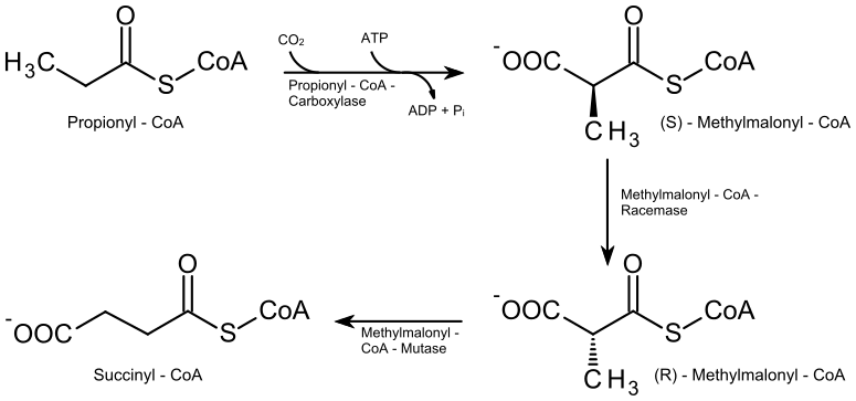 Conversion de la propionyl-CoA en succinyl-CoA sous l'action respectivement de la propionyl-CoA carboxylase, de la méthylmalonyl-CoA épimérase et de la méthylmalonyl-CoA mutase.