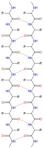 Feuillet β parallèle