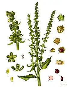 Description de l'image Beta vulgaris - Köhler–s Medizinal-Pflanzen-167.jpg.