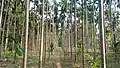 Plantation de palmiers à bétel à Baithalangso, utilisés pour leurs noix d'arec (2021).