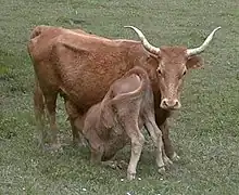 Photographie d'une vache de race Betizu.
