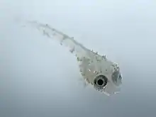 Petit poisson transparent avec des granules blancs sur le corps