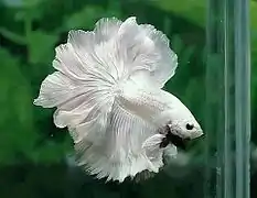Un mâle rose tail/feather tail entièrement blanc
