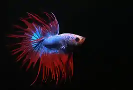 Un mâle bleu à nageoires bleues et rouges et à queue de voile crantée