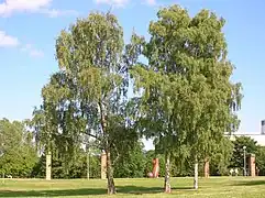 Photographie en couleurs d'un bouquet d'arbres au feuillage léger et au tronc argenté..