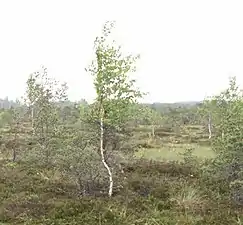 Betula pubescens dans une tourbière.