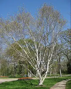 Bouleau de l'Himalaya (Betula utilis).