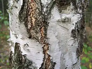 Aspect de l'écorce de Betula pendula à la base du tronc.