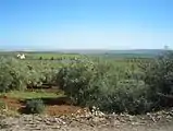 Champs d'arbres, à la périphérie de la ville.