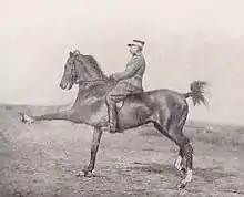 Cavalier vu de profil sur un cheval lançant un membre antérieur loin en avant