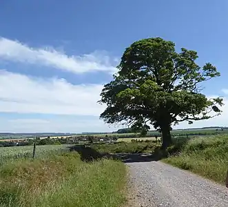 « L'Arbre rond » de Beugin avant qu'il ne soit foudroyé en octobre 2019.