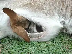 Marsupium de kangourou