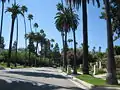 Cette espèce est fréquemment associée au dattier des Canaries. Beverly Hills, Californie.