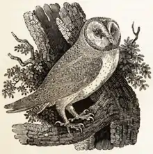 7. Thomas Bewick, Chouette effraie, 1847, xylographie.