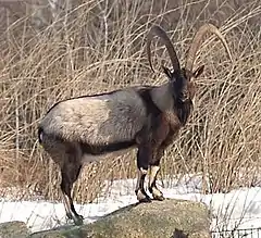 Capra aegagrus aegagrus, la chèvre sauvage du Caucase au zoo de Berlin.